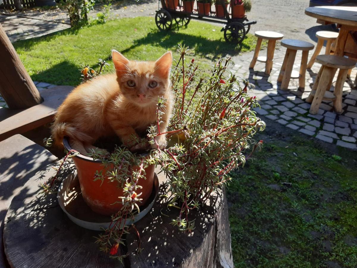 Pensiunea Bordas Panzio Sfântu-Gheorghe Buitenkant foto